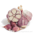 China Supply Crop Normal White Fresh Garlic Factory